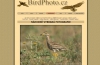 BirdPhoto.cz | Vynikající fotografie zejména ptáků, často tam hledám inspiraci.