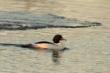 Goosander