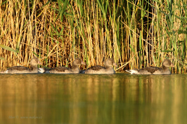 Greyland Goose