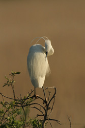 Little Egret 