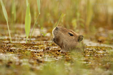 Kapybara mokřadní
