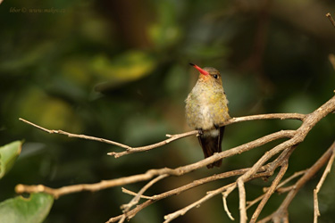 Kolibřík zlatý