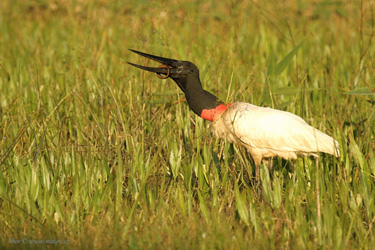 Jabiru Stork