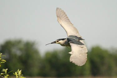 Night Heron