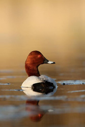 Pochard