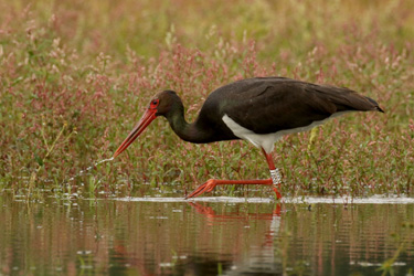 Black Stork